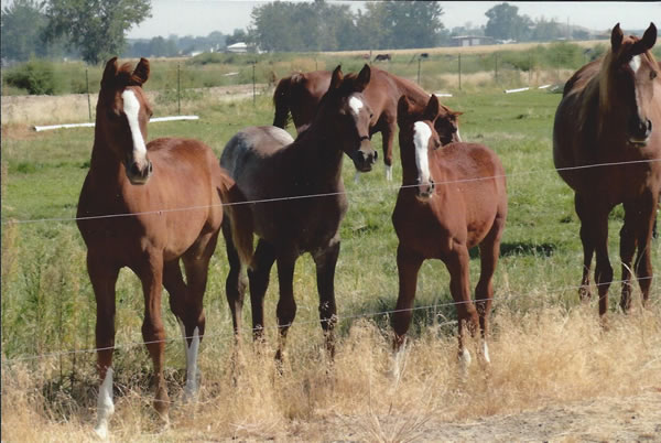 foals at ranch 2012
