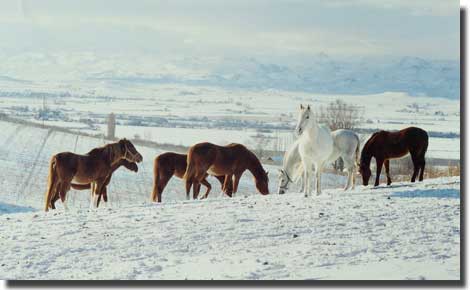 Broodmares in the snow