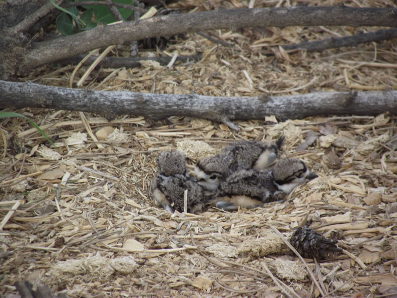 baby killdeer looking out of nest