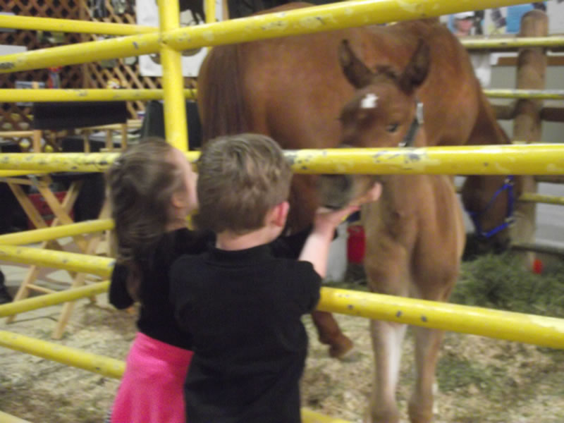 kids petting horse at expo
