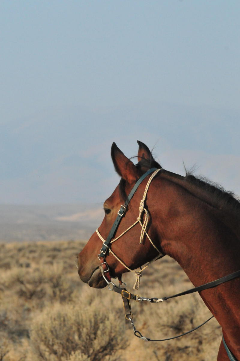 K Khiss Owyhee Desert