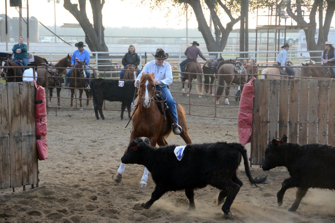 RC Magic cows