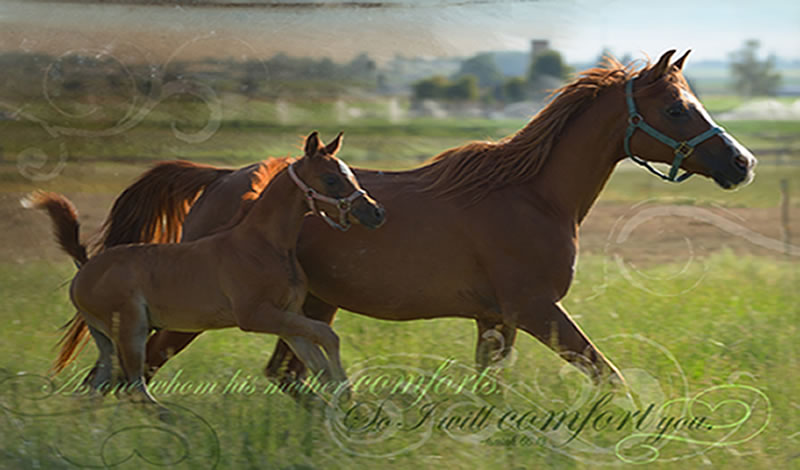 Comfort you  Mare and Foal