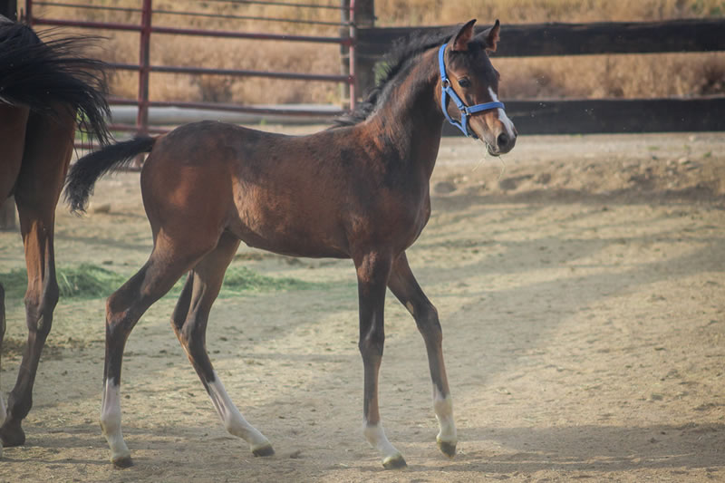 bay filly