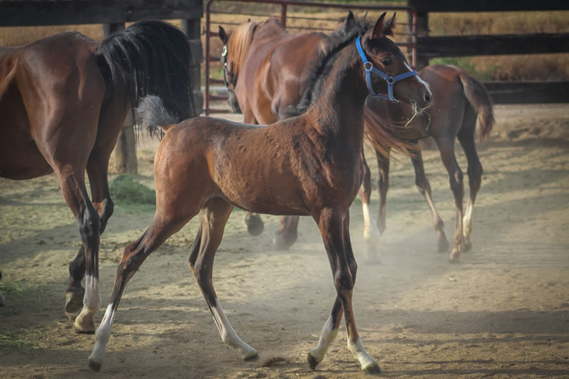 bay filly