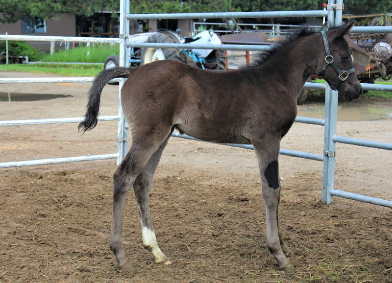 black colt by Obsidian 