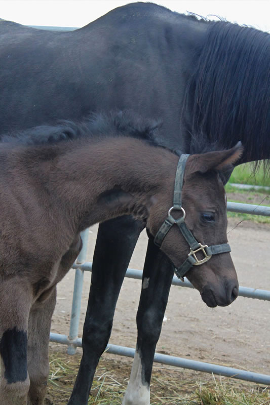 black colt