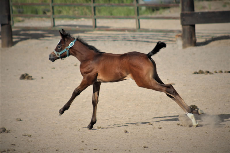 grey filly by Sans Skrit