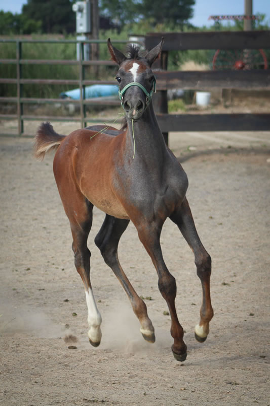 grey filly by Sans Skrit