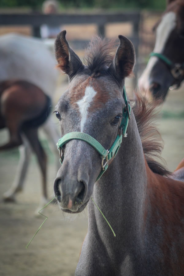 grey filly