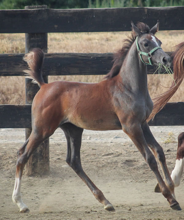 grey filly