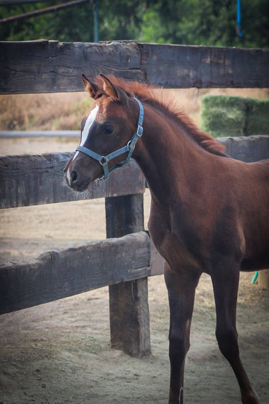 liver chestnut filly