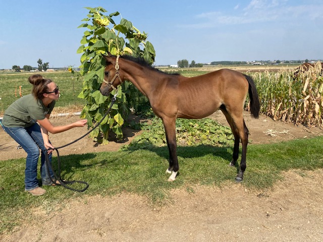  Colt Belesemo Ibn Trad x Belesema Sacajawea