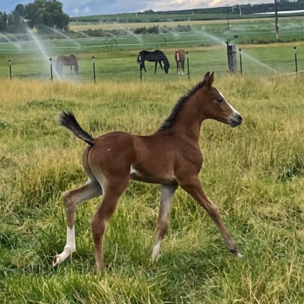 COLT
Belesemo Ibn Trad x Forever Roses