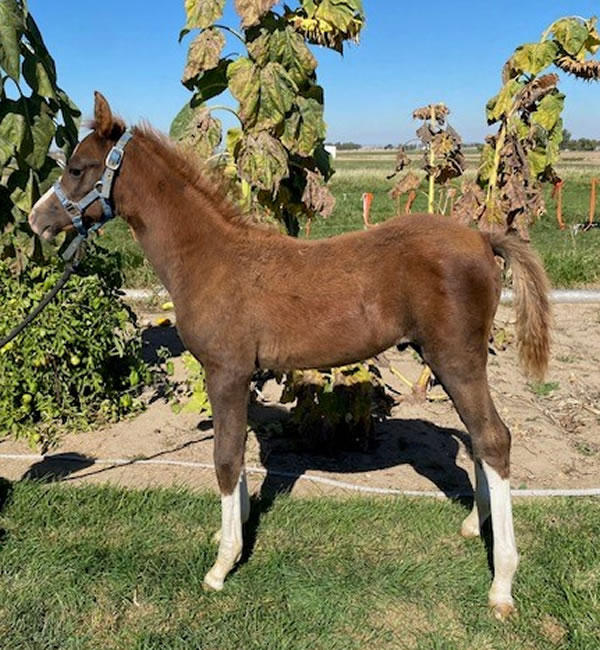 2023 AMYR GG Oracle Colt