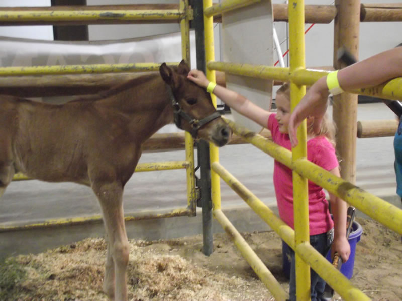 girl with baby horse