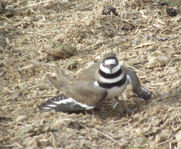 mama killdeer pretending broken wing