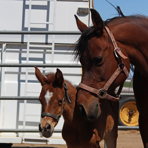 best actress chestnut filly