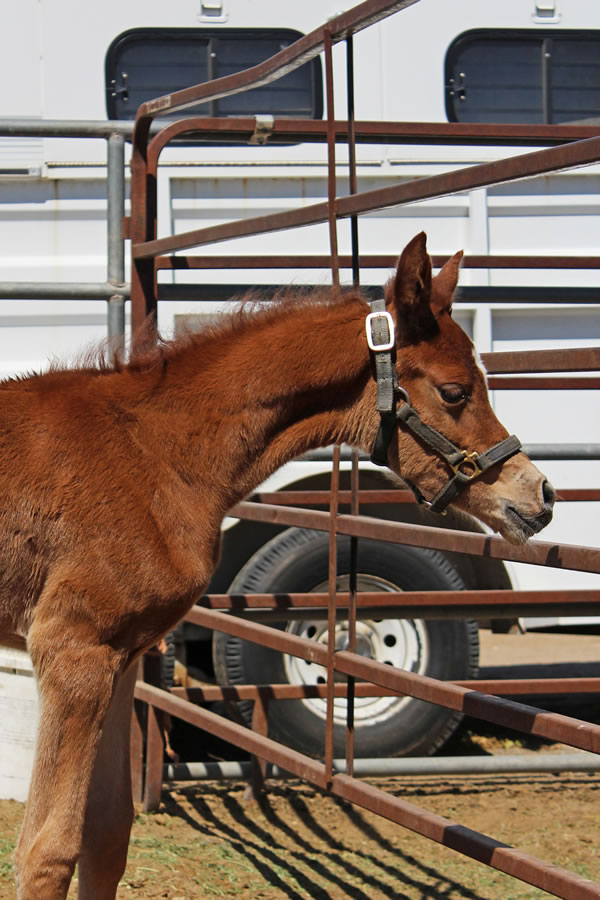 best actress chestnut filly 2018