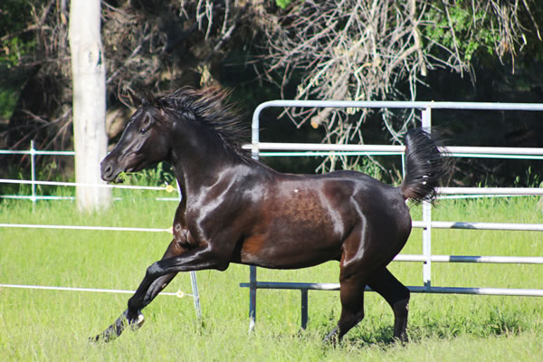 belesemo black knight colt