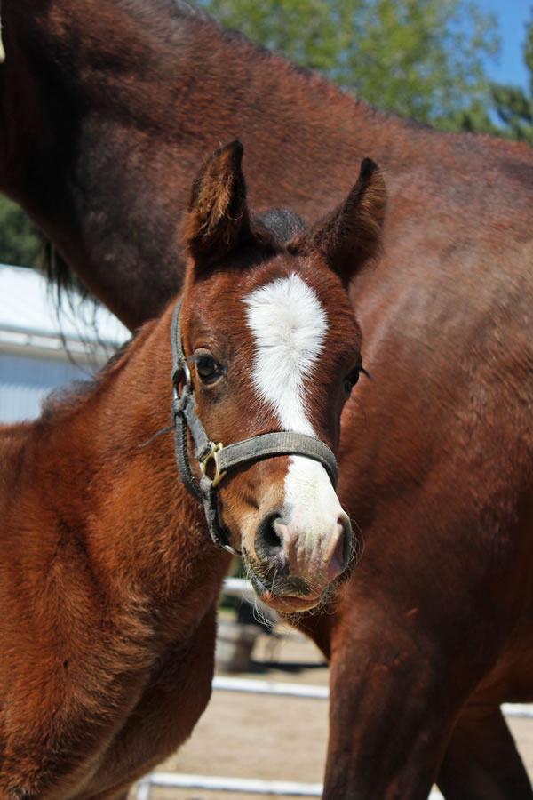 mariah rising sun bay filly 2018