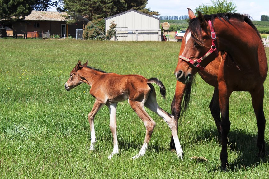 Spice presenting her new filly