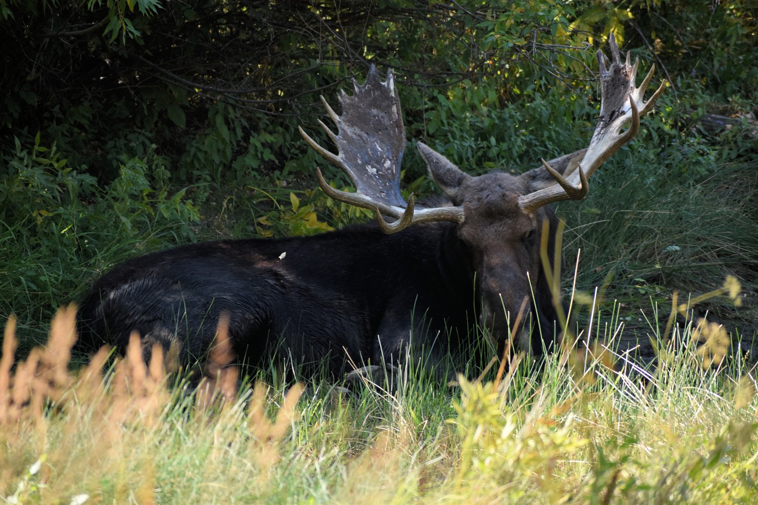 Old Selam Ride moose along trail