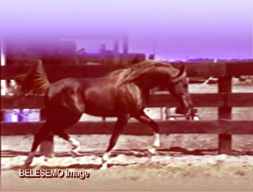 belesemo image profile