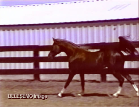 belesemo image trot