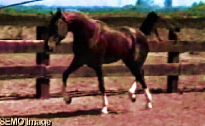 belesemo image