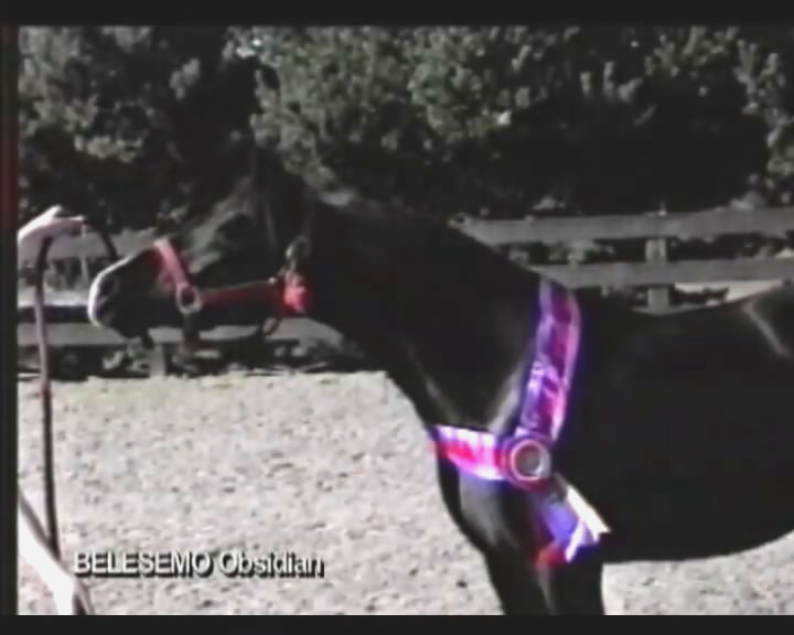 Belesemo Obsidian trotting