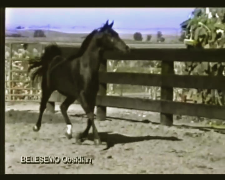 Belesemo Obsidian trotting