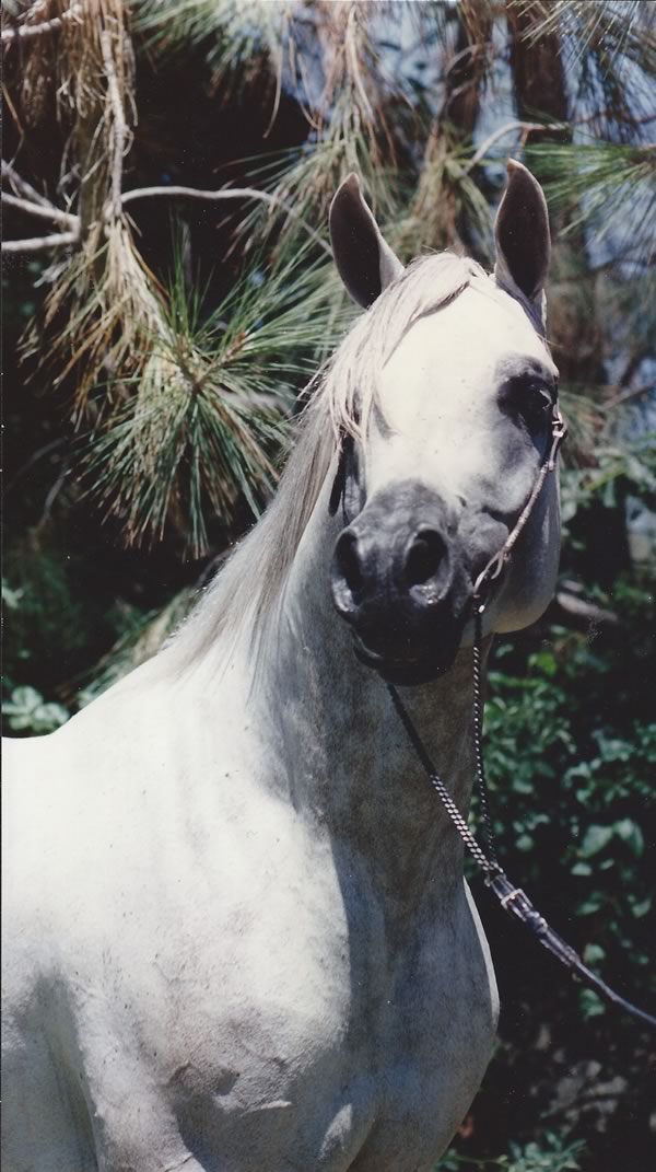 sanskrit front profile