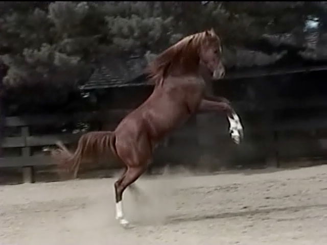 Don Quixote prance