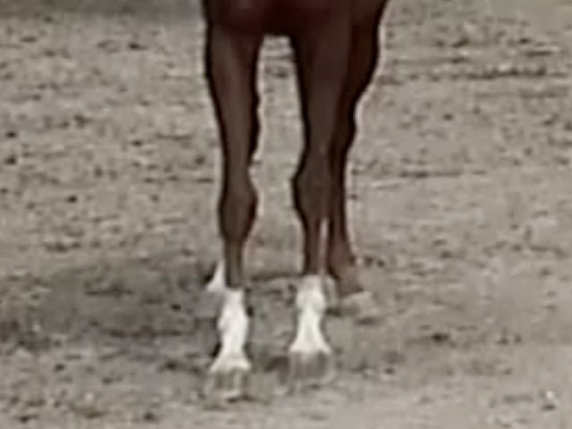 Don Quixote front feet