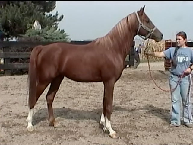 Don Quixote right profile