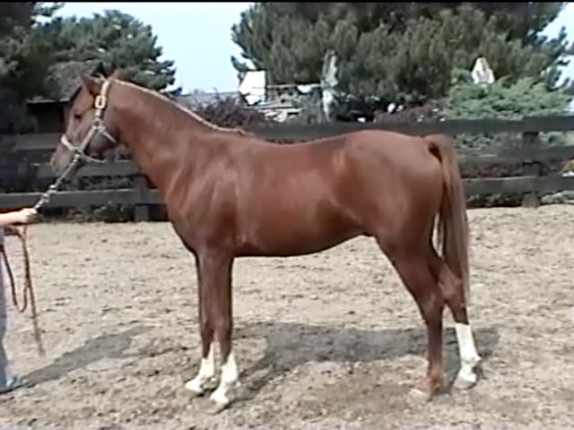 Don Quixote left profile