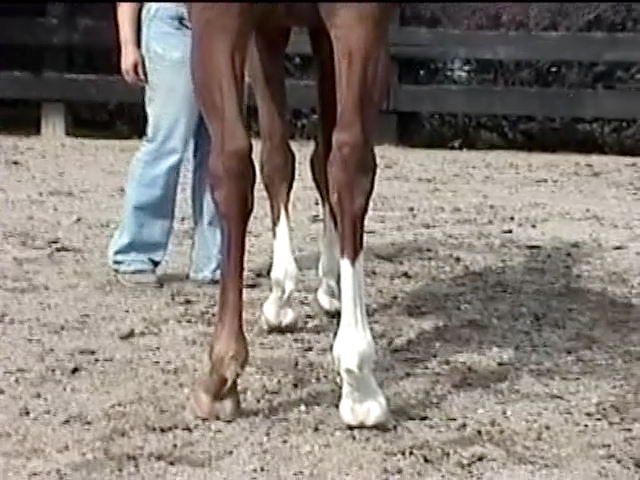 Don Quixote rear feet