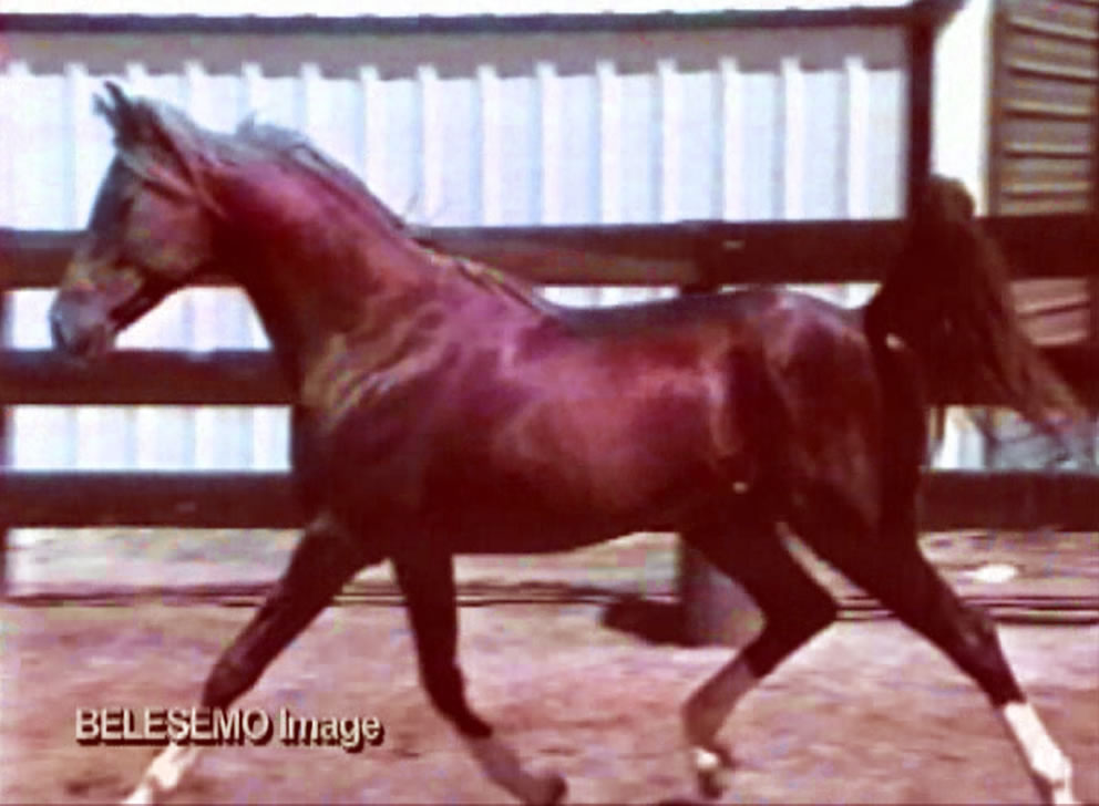 belesemo image trotting